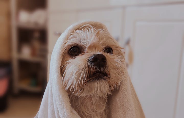 A light-coated dog indoors