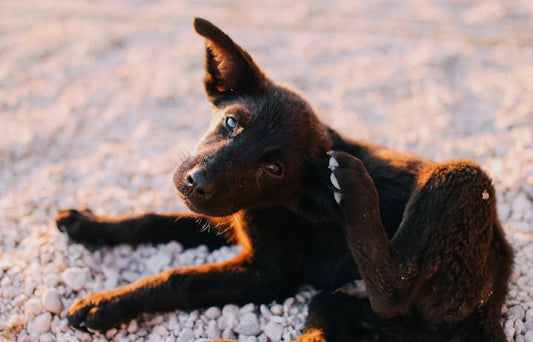 Puppy scratching its ear outdoors, showing a common skin irritation sign