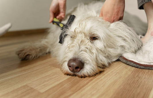Person gently brushing a fluffy dog during grooming